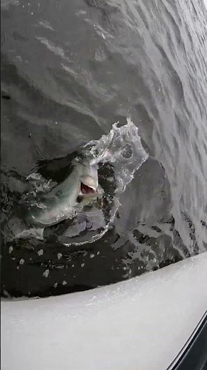 Topwater Saltwater Fishing Large Bluefish