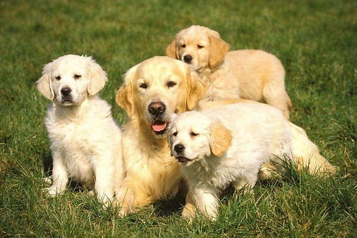 When Is a Golden Retriever Too Old to Breed? (The Facts!) | Loyal Goldens