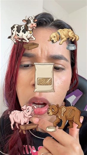 Pigs eat grass.