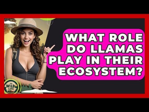 What Role Do Llamas Play In Their Ecosystem? - The Wild Life Explorer