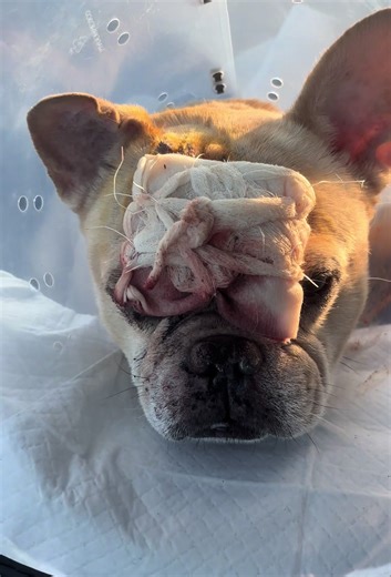 Understanding French Bulldog Surgery and Recovery