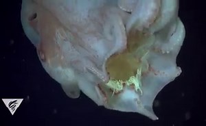 Scientists from the Monterey Bay Aquarium are searching for deep-water beasts like this secretive octopus recently spotted near Hawaii. http://nbcbay.com/DJ8SLTc | NBC Bay Area