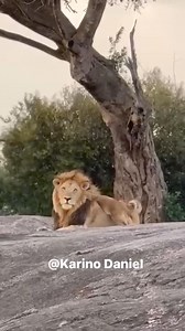 102K views · 4.8K reactions | Patience is key when it comes to parenting. A beautiful moment between Oloiborr, one of the two Sand River males, and his cubs from the Black Rock pride trying to launch a „brutal“ assault on him. Maasai Mara Video credits: Karino Lenjir Daniel | Lions of Africa | Facebook