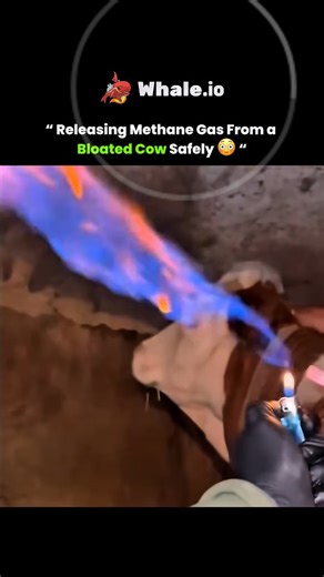 Made_to_Explain on Instagram: "Why is this cow a flamethrower? 🔥🤯 It’s not magic; it’s chemistry. The bacteria in a cow’s stomach break down food and produce massive amounts of flammable Methane. This is a life-saving procedure to release the pressure, visualized with fire. Hashtags: #chemistry #science #educational coolscience methane combustion natureismetal interestinggas"