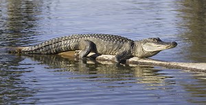 North Carolina Police Warn Of Aggressive Alligators — Here's Why