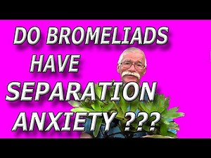Separating Bromeliad Pups- What's The Right Size?