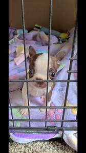 Wasn't baby Canelo the CUTEST!! 🥹🥰 #bostonterrier #puppy #fypシ゚viral #dog #fyp | Kyle Anthony Gibbons