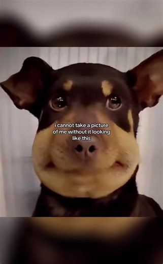 Tips for Taking Better Pictures with Dog Filters