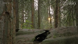 Sequoia National Park - The Grant Tree Trail (Promo) The Grant Grove...