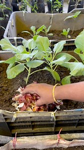 15K views · 154 reactions | Cabbage care tips using onions shell compost #cabbage #plants #nature #flowers #plantsofinstagram #garden #plant #plantsmakepeoplehappy #gardening #houseplants #plantlover #green #photography #naturephotography #indoorplants #flower #plantlife #love #succulents #urbanjungle #cactus #art #plantstagram #plantas #homedecor #naturelovers #plantsplantsplants #beautiful #photooftheday #flowerstagram | Rezia Gardening | Facebook