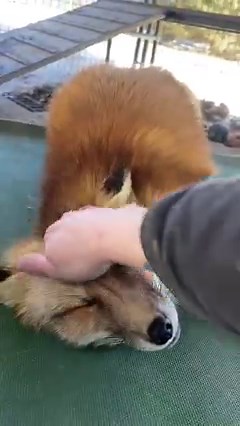 8.2K views · 595 reactions | Did you know that some foxes are not...