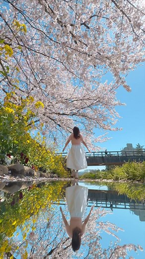 鏡の中の金沢の桜と菜の花が綺麗すぎた🌸 #浅野川 #梅ノ橋 #金沢