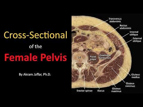 Cross sectional anatomy of the female pelvis