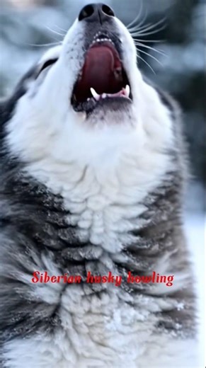 The Cutest Howl You’ll Hear Today! 🐺❄️