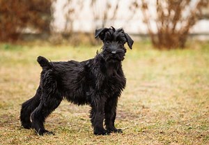 Giant Schnauzer Puppies For Sale In Austin, TX