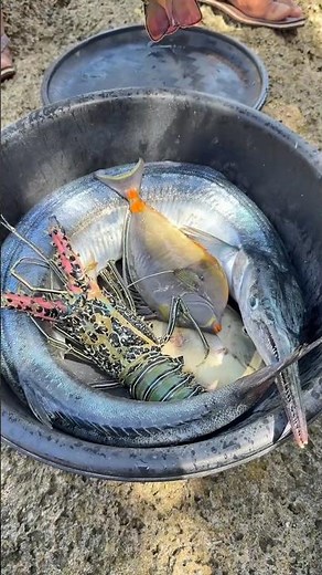 Catch & Cook: Lobster, Needlefish & Hot Sauce 🌶️