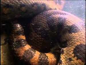 Geocore Shorts: Animals Anaconda Breeding Ball