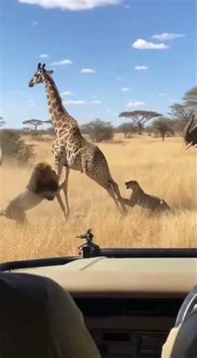 Rare Safari Moment: Elephant Charges Lions To Save A Giraffe