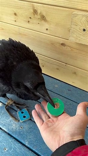 Clever Raven Solves Puzzle