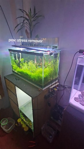 #goviral #guppieskingdom #buyguppyinbhaktapur