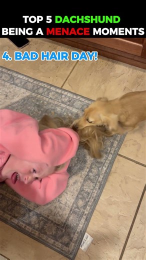 Top 5 Dachshunds Being an Absolute MENACE 😂🐶