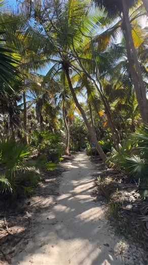 A protected paradise, perfect for celebrating the International Day for Biosphere Reserves 💙🐢⁣ ⁣ Welcome to Xcacel-Xcacelito, a natural sanctuary in the heart of Riviera Maya reminding us why all ecosystems deserve protection: home to sea turtles, vibrant corals, and crystalline waters that need our care.⁣ ⁣ Come explore and become part of preserving these natural treasures. 🌿✨⁣ ⁣⁣⁣⁣.⁣⁣⁣⁣⁣⁣⁣⁣⁣⁣⁣⁣⁣⁣⁣⁣⁣⁣ .⁣⁣⁣⁣⁣⁣⁣⁣⁣⁣⁣⁣⁣⁣⁣⁣⁣⁣ .⁣⁣⁣⁣⁣⁣⁣⁣⁣⁣⁣⁣⁣⁣⁣⁣⁣⁣ Un paraíso protegido, ideal para conmemorar el Día 