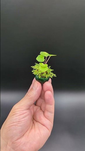 Farfugium japonicum, Selaginella moellendorffii, and a Zenpukuji pot / 蛍ツワブキ、黄金シダ、善福寺鉢