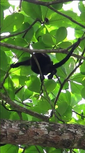 Mantled Howler Monkey (Alouatta palliata) #monkeys #howlermonkey #costaricawildlife