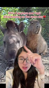 Capybara and Tapir Friends Cross Rainbow Bridge Together