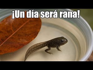 ¿Qué son los RENACUAJOS y dónde VIVEN?