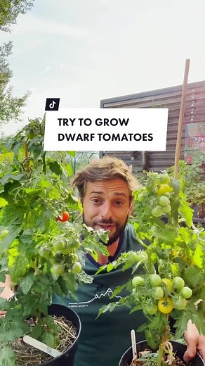 Growing Dwarf Tomatoes: Perfect for Small Spaces!