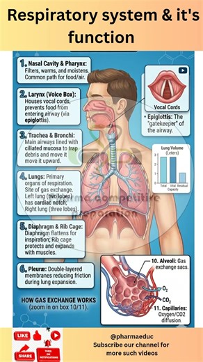 Human Respiratory System Explained in 5 Minutes | Lungs, Alveoli & Gas Exchange Made Easy! 🫁