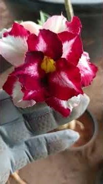 whats app message 8973385884 adenium sale