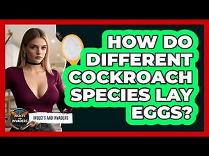 How Do Different Cockroach Species Lay Eggs? - Insects and Invaders