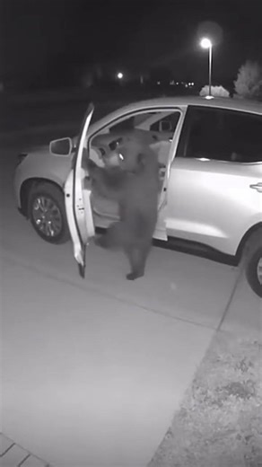 Ring camera footage of a bear