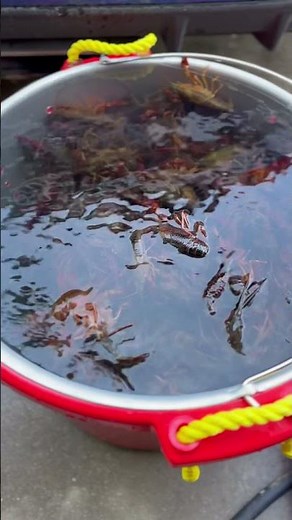 Crawfish 🦞 Cleaning With The Cowboy Crawfish Washer! #crawfishboil #seafood #cowboywashers