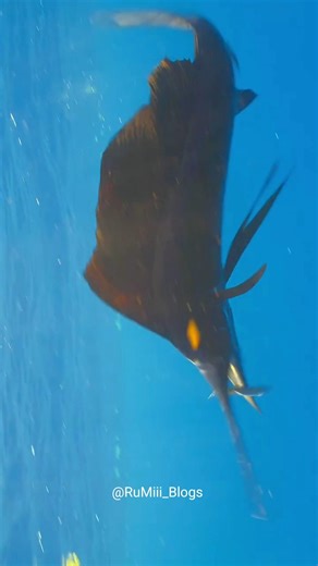 the sailfish (things that are way faster than you think)