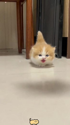 cute cats#cat #kitten #foryou #pet #cutecat | munchkin cats