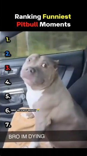 Top 7 Funniest Pitbull Moments! 🐶😂 #Shorts