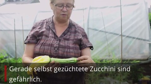Zucchini schmeckt bitter: Sie sollten sofort zum Arzt