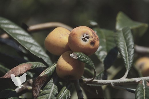 How To Use Medlar Fruit {Explained!} — Farm & Animals