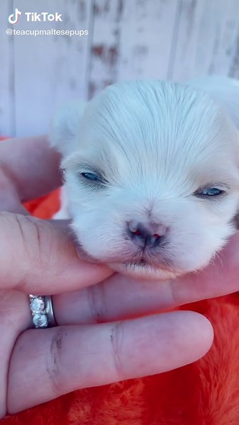 Adorable Teacup Maltese Puppy Compilation