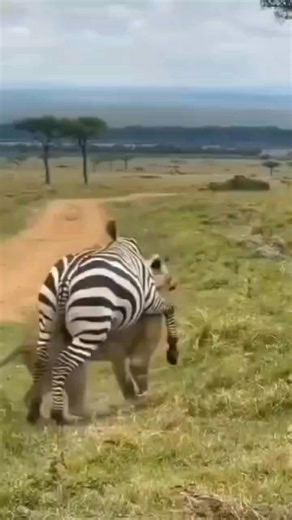 Lucky zebra.... | Benson Njapit