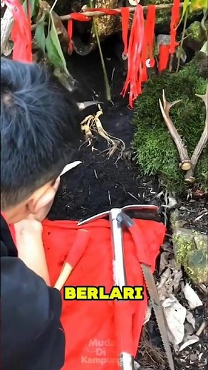 Ginseng Roots That Can Escape! Myth or Reality? #viralshorts #uniquefacts