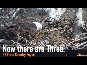 PA Farm Eaglets Have Hatched 03/14/25