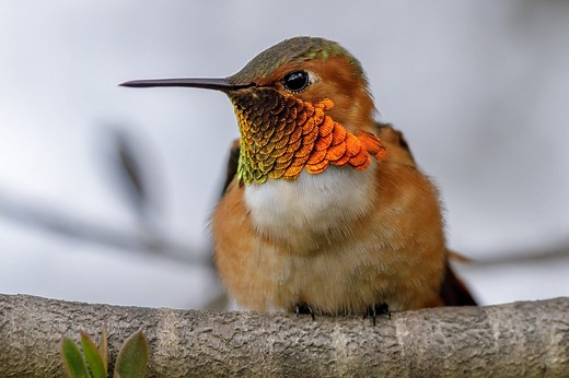 9 Species Of Hummingbirds In Tennessee – Picture And ID Guide