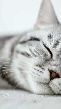 Serene Silver American Shorthair Cat Relaxing