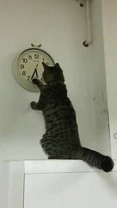 30K views · 852 reactions | Hey, human....it's time for dinner right now  | Seventies Time-Machine | Facebook