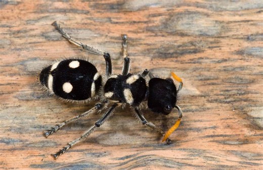 This “Panda” Isn’t Cuddly—Meet the Fuzzy Wasp Known as the Cow Killer