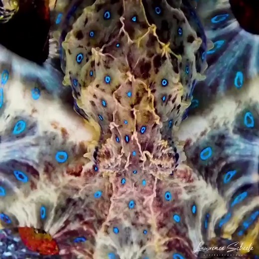 Deadly Blue Ringed Octopus: Venom Facts Revealed!
